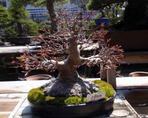 shohin