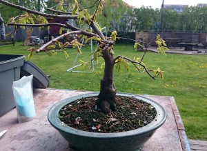 hornbeam_before