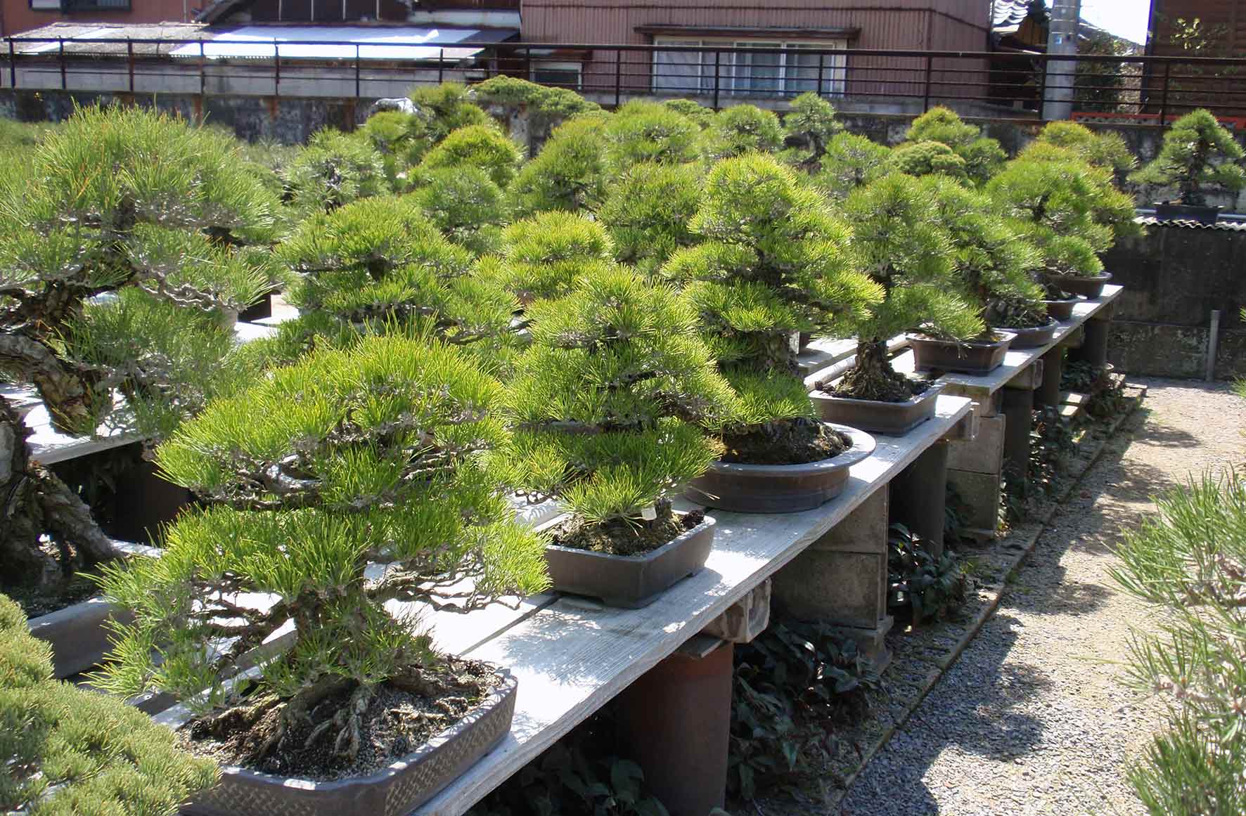 Vườn Bonsai Nhật Bản – Kinashi Bonsai village